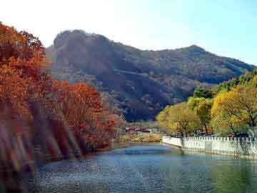 新澳天天开奖资料大全旅游团，牛有几个胃